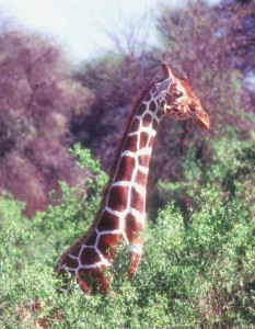 KesslerGiraffe reticulated2, Samburu, Kenya